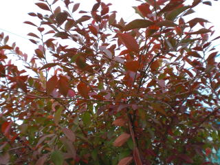 ブルーベリーの葉（紅葉半開）