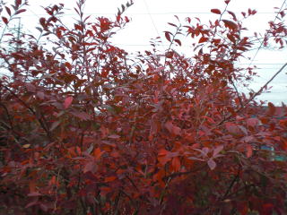 ブルーベリーの葉（紅葉満開）