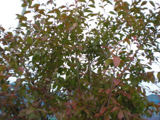 ブルーベリーの葉（はじまる紅葉）