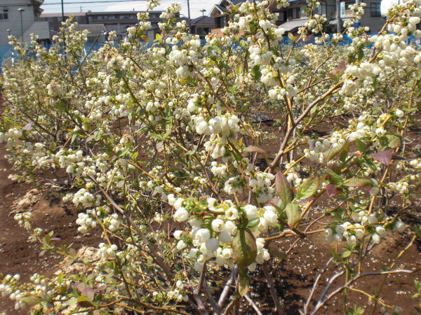 ブルーベリーの白い花の写真