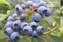 ブルーベリーの果実の写真