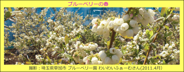 ブルーベリーの春（花の写真）埼玉県草加市　ブルーベリー園わいわいふぁーむ さん