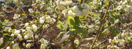 ブルーベリーの白い花-2