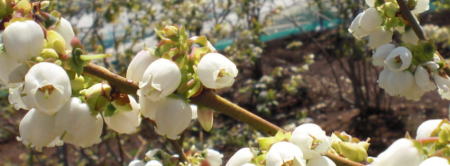 ブルーベリーの白い花-3